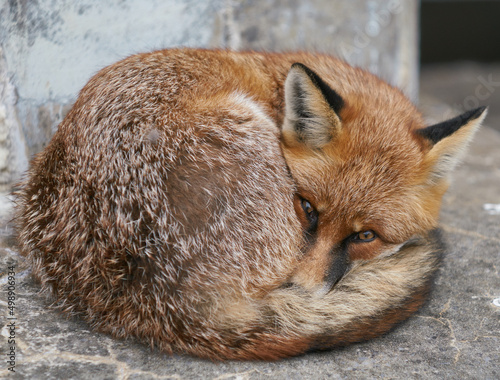 red fox portrait