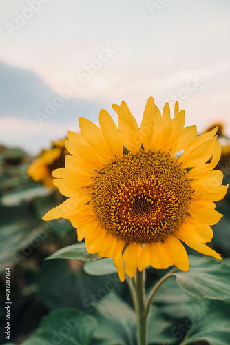 sunflower against blue sky