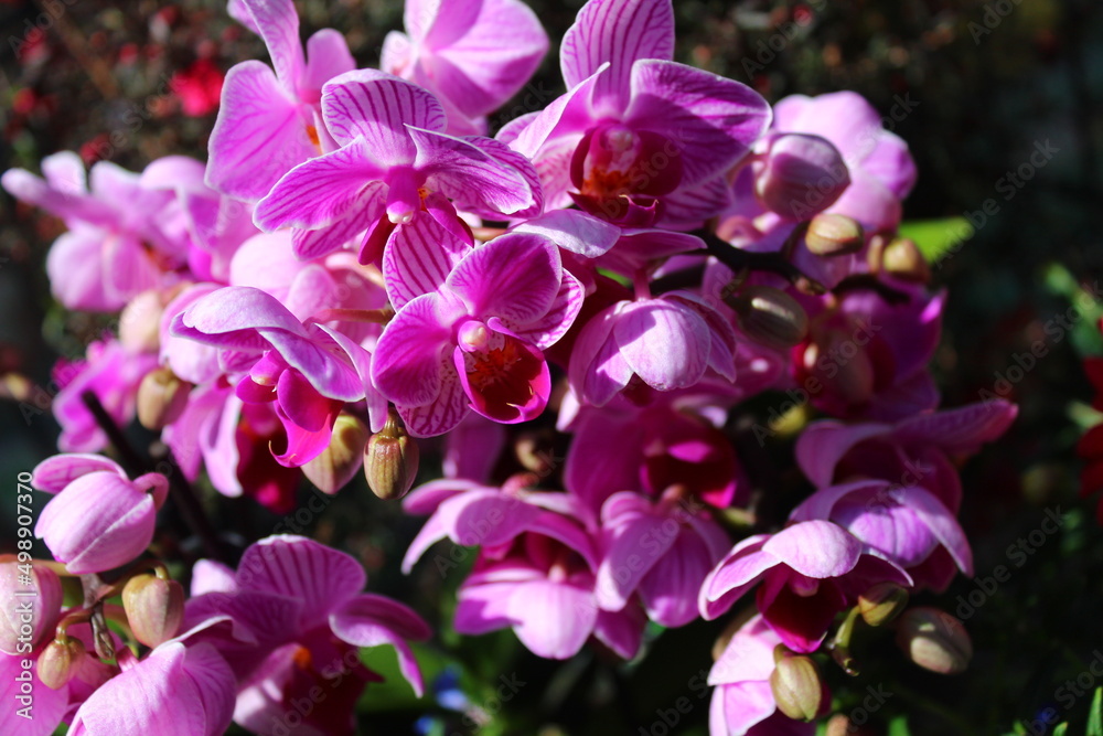Orchidee Orchidee