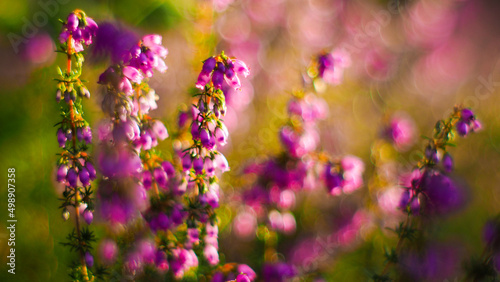 Macro de fleurs et de tiges de bruyère aux pétales roses, dans la forêt de pins des Landes de Gascogne