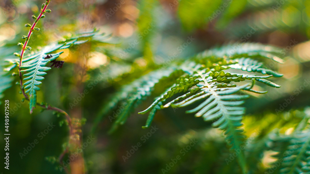 Macro de belles feuilles de fougère d'un vert vif, dans la forêt des Landes de Gascogne
