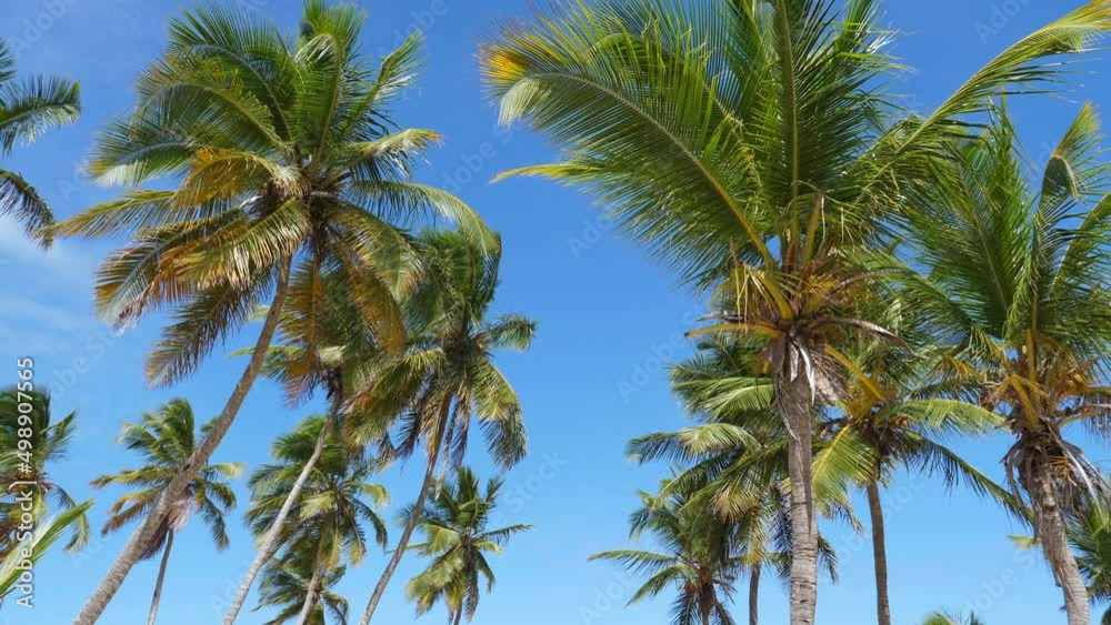 Coconut palm trees on blue sky. Dominican Republic Coconut palm trees on blue sky. Dominican Republic