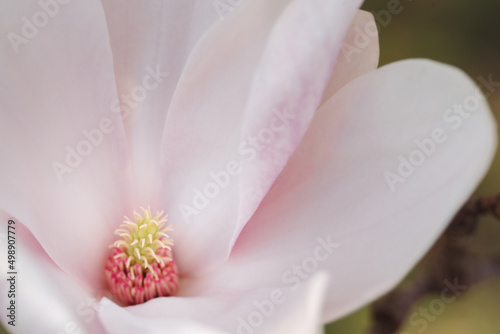 Beautiful Blooming Pink Magnolia Tree Close Up