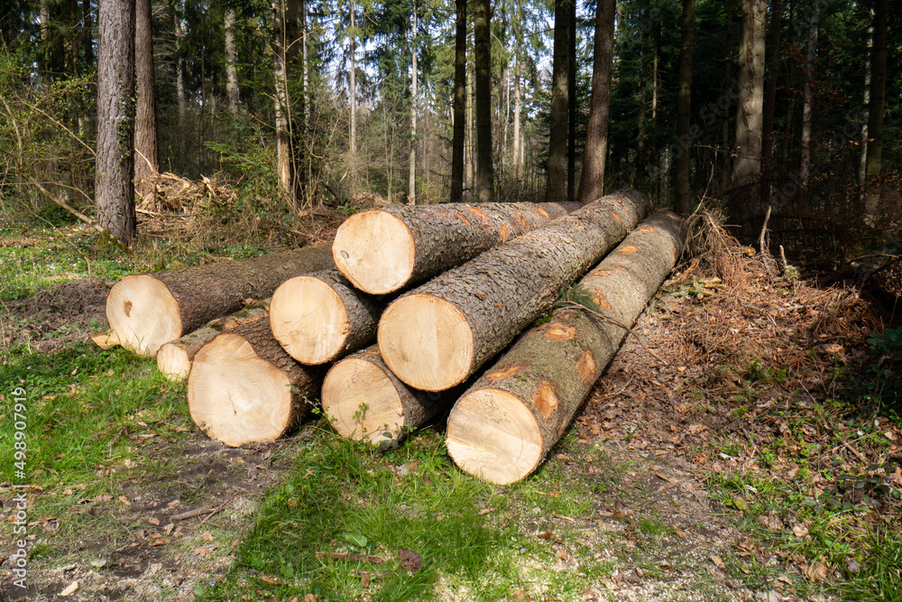 Pile of stacked tree trunks in a forest. Forestry works, no people Pile of stacked tree trunks in a forest. Forestry works, no people
