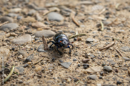 Tiny black forest dong beetle on a dirt road. Close up macro shot, shallow depth of field, no people