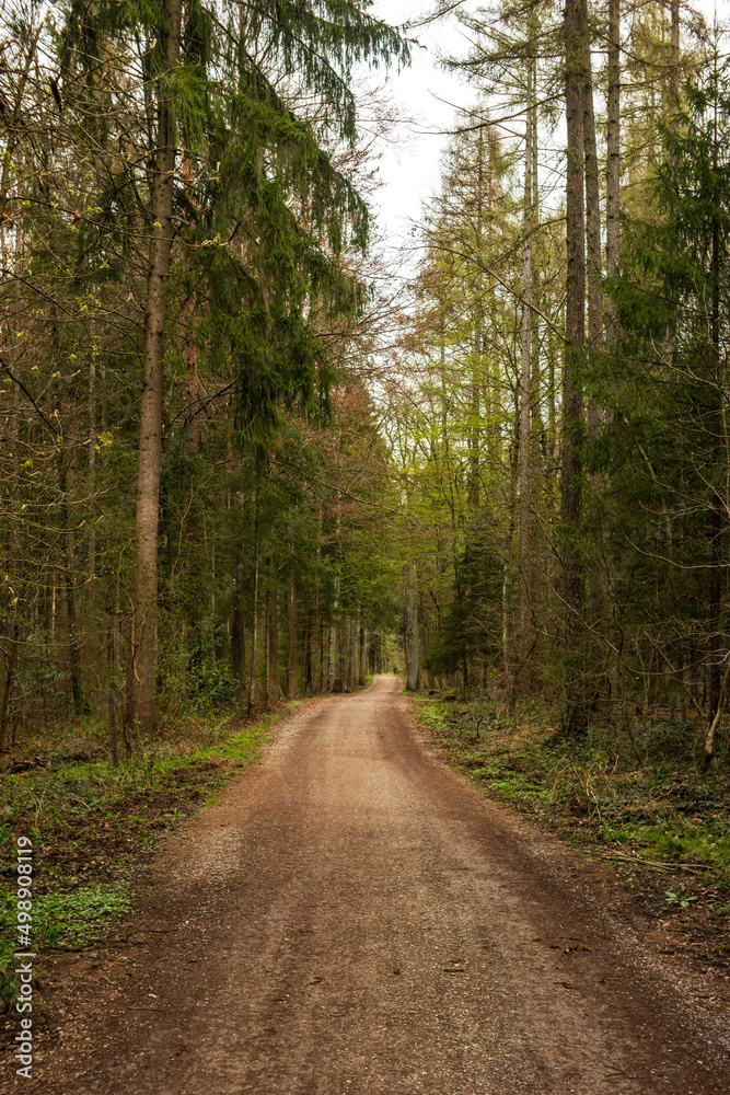 Spring forest scene and pathway in Europe. Day time, no people Spring forest scene and pathway in Europe. Day time, no people