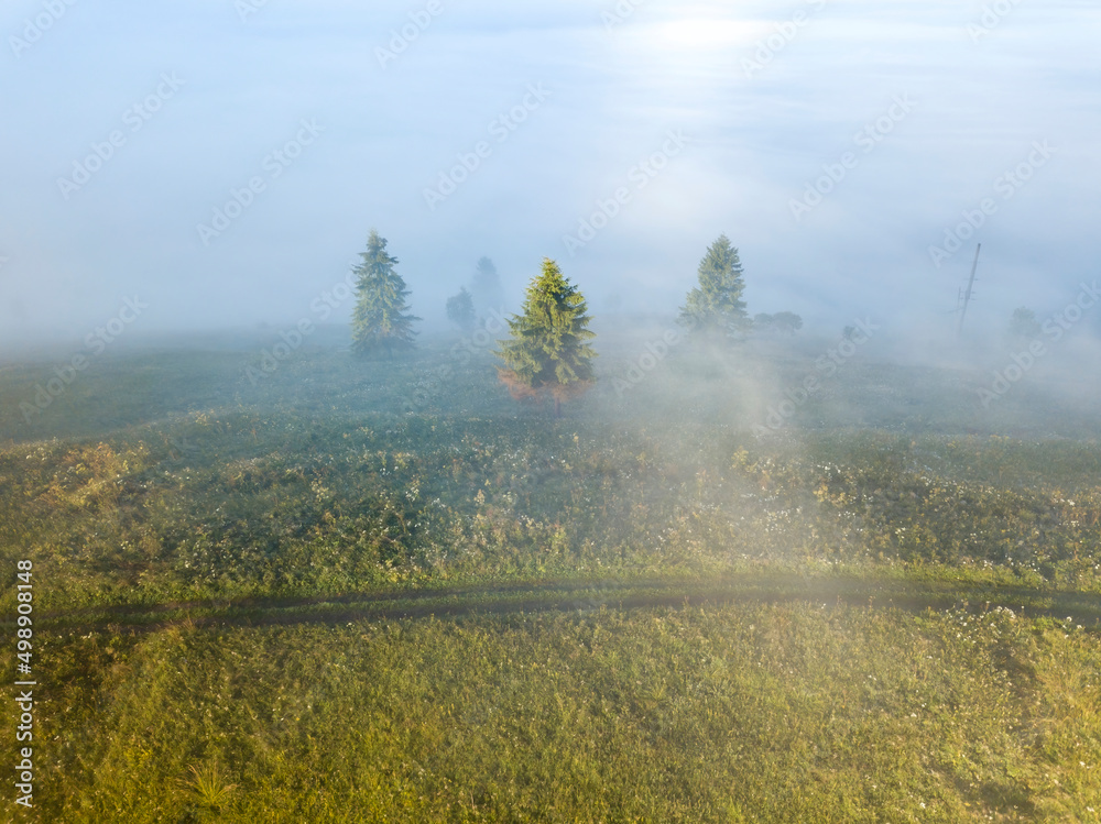 Fir trees on the mountain in the fog. Aerial drone view. Fir trees on the mountain in the fog. Aerial drone view.