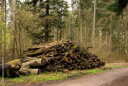 Pile of stacked tree trunks in a forest. Forestry works, no people