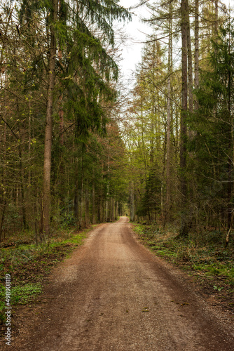 Spring forest scene and pathway in Europe. Day time, no people