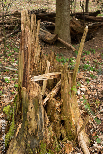 Fototapeta Naklejka Na Ścianę i Meble -  Felt rotten split and splintered tree stump in the forest. Day time, no people
