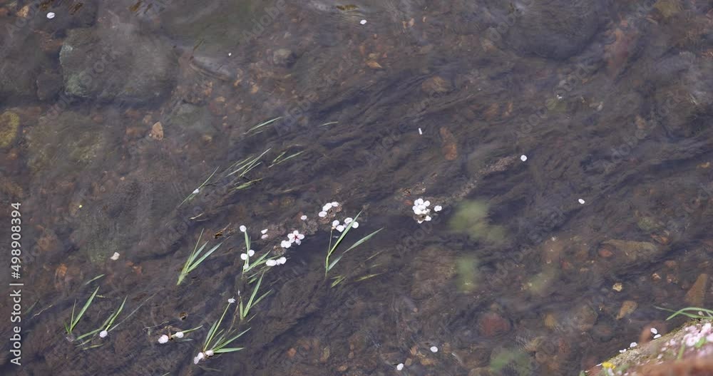 A slow motion of Cherry blossom petals flowing through the river in Spring long shot A slow motion of Cherry blossom petals flowing through the river in Spring long shot