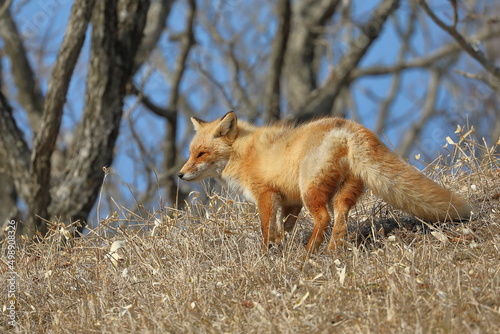 red fox in Hokkaido, Japan © Satoshi S