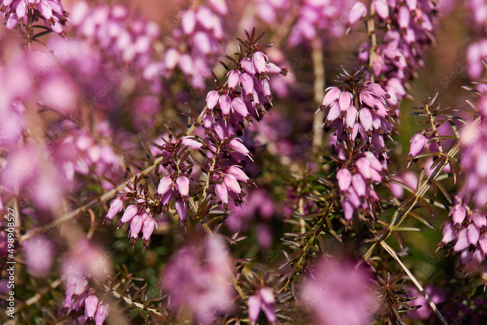 Beautiful purple flowers of evergreen heather Erica carnea (Myretoun Ruby) Beautiful purple flowers of evergreen heather Erica carnea (Myretoun Ruby)