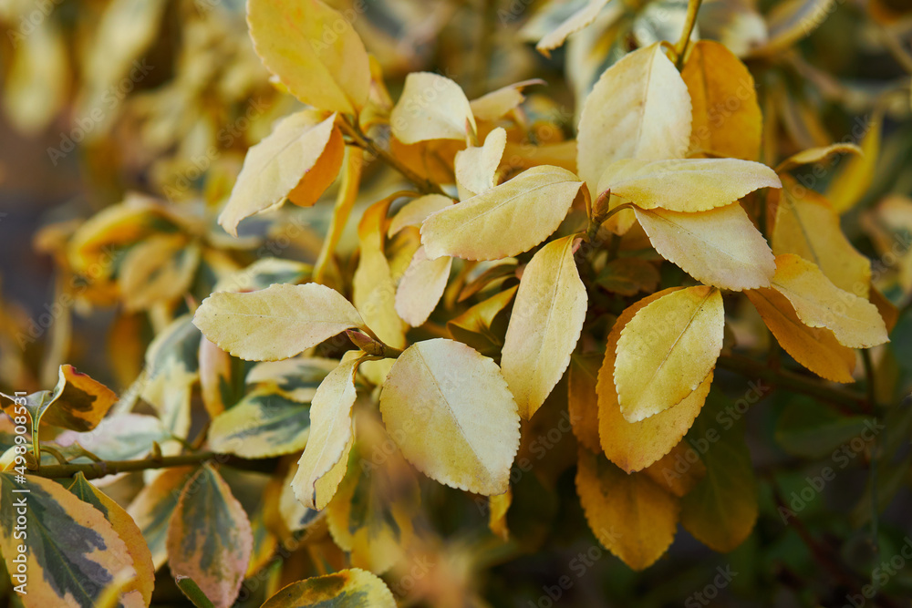 Obraz premium Fortune's spindle, winter creeper, wintercreeper - Euonymus fortunei 'Emerald'n'Gold'. Yellow and green leaves of euonymus fortunei 