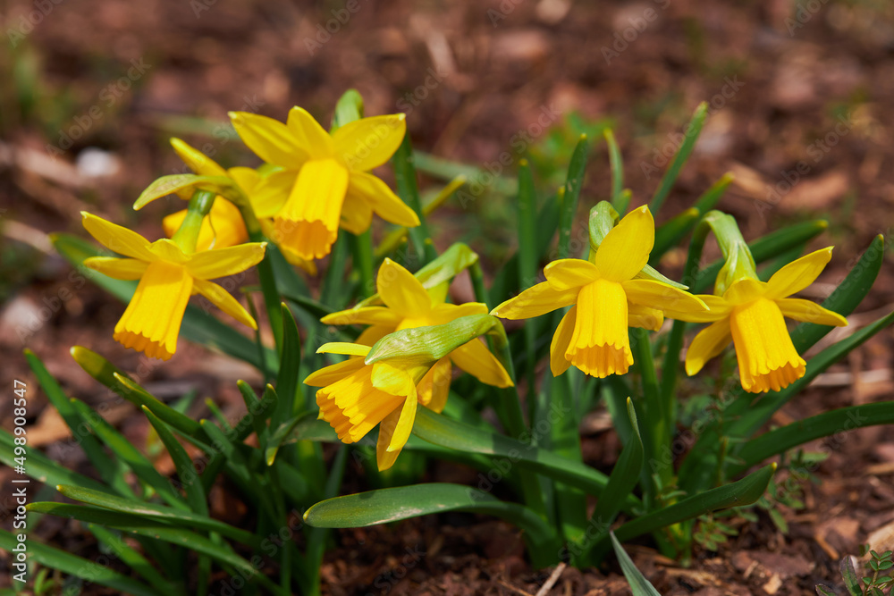 Obraz premium Dwarf Tate-a-tete Daffodils 'Narcissus' in bloom. Spring flowers. Close up of narcissus flowers blooming in a garden