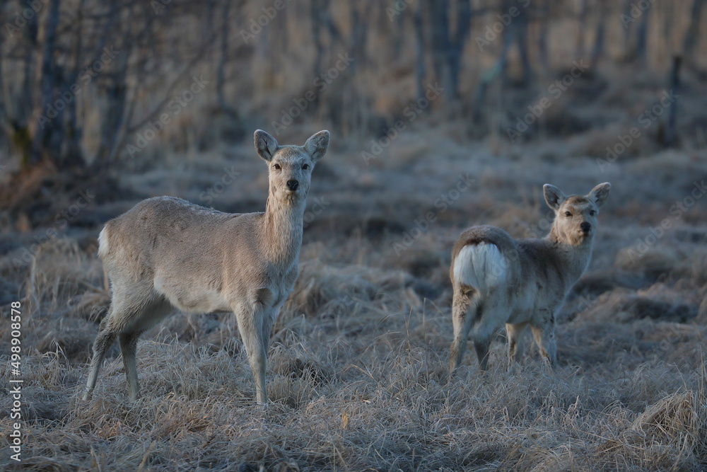 Fototapeta premium Yezo deer in Kushiro Wetland looking straight ahead in the early morning in Kushiro, Hokkaido, Japan