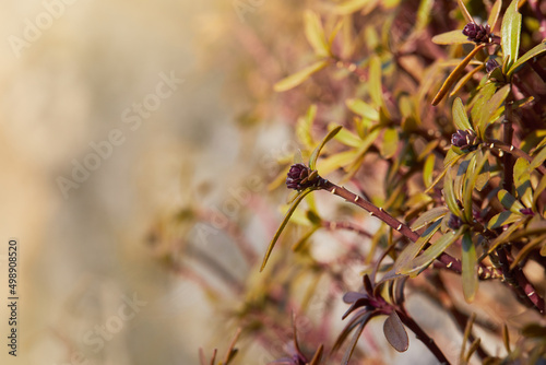 Marsh Labrador Tea Or Wild Rosemary Branches (Rhododendron Tomentosum) With Buds growing outdoors © Liudmila