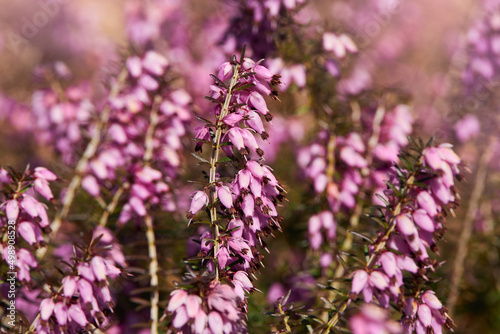Beautiful purple flowers of evergreen heather Erica carnea  Myretoun Ruby 