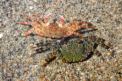 Two crab  plagusia depressa  on the beach