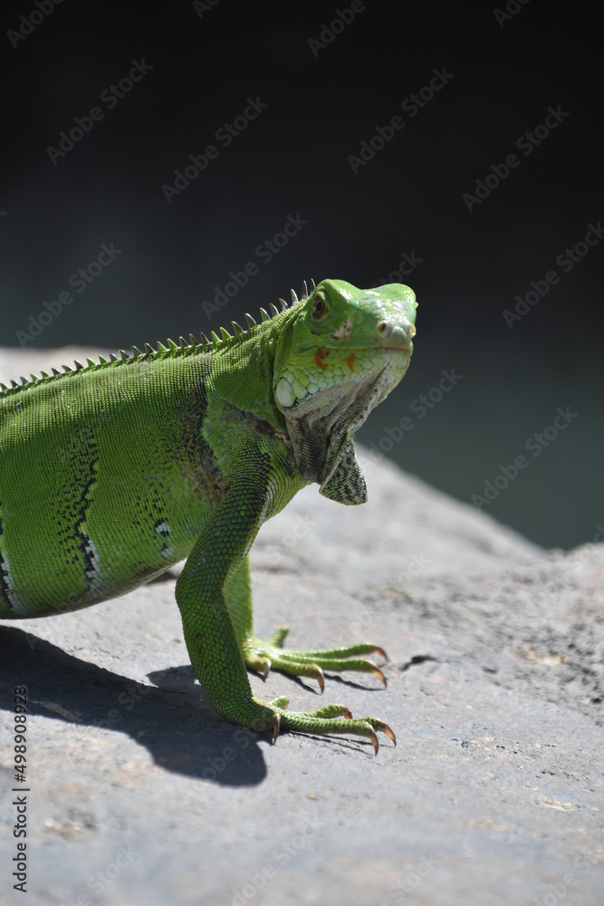 Fototapeta premium Colorful Green Iguana Looking Over His Shoulder