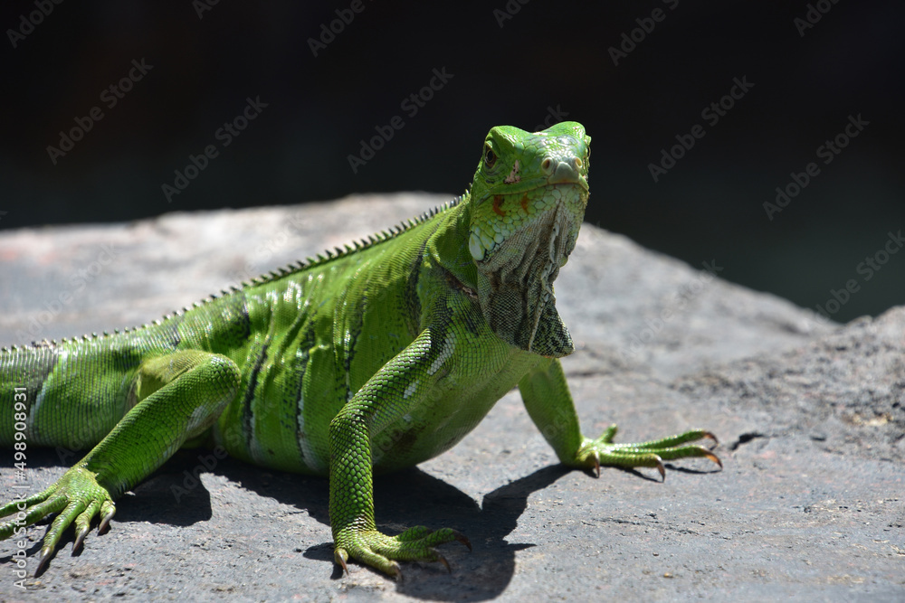 Fototapeta premium Brilliant Bright Green Iguana on a Rock in Aruba
