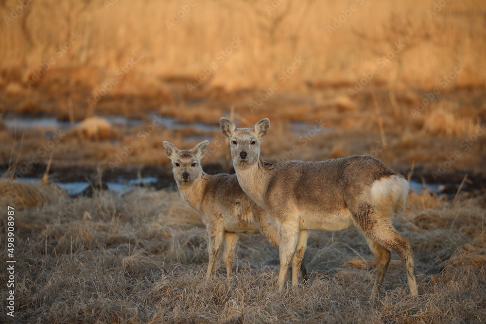 Yezo deer in Kushiro Wetland looking straight ahead in the early morning in Kushiro, Hokkaido, Japan Yezo deer in Kushiro Wetland looking straight ahead in the early morning in Kushiro, Hokkaido, Japan