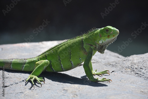 Green Iguana with Long Claws on a Rock