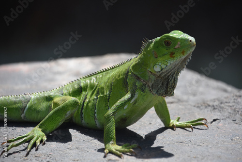 Getting Up Close and Personal with a Green Iguana