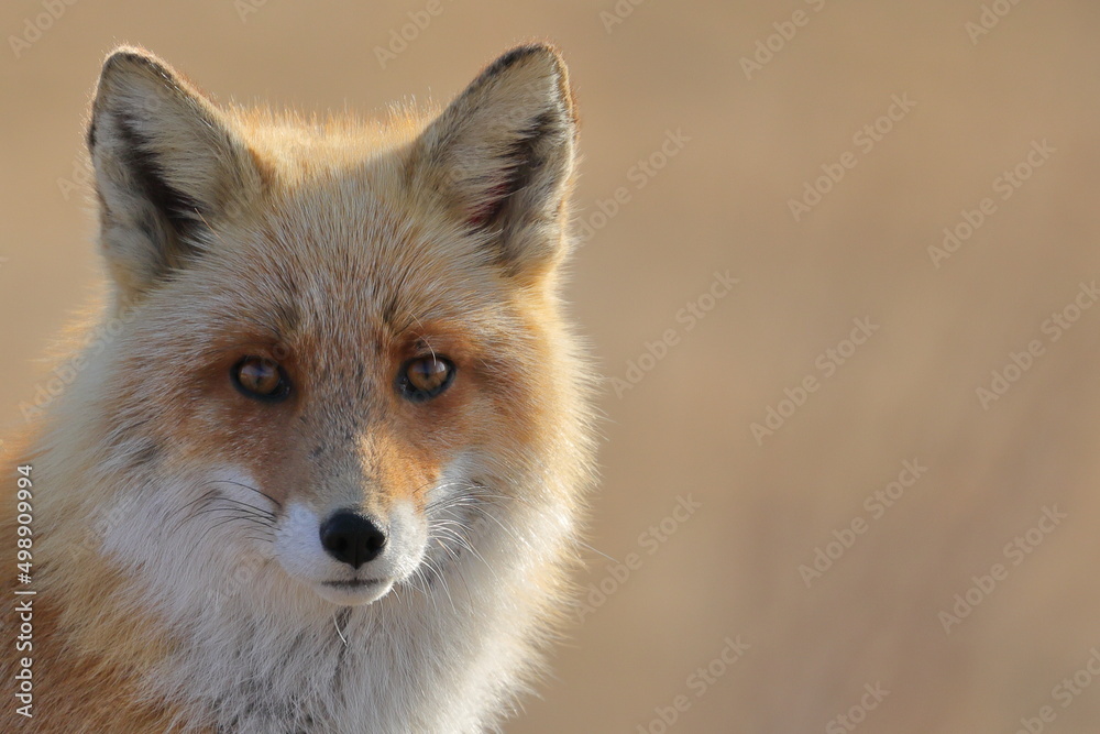 the face of the red fox the face of the red fox