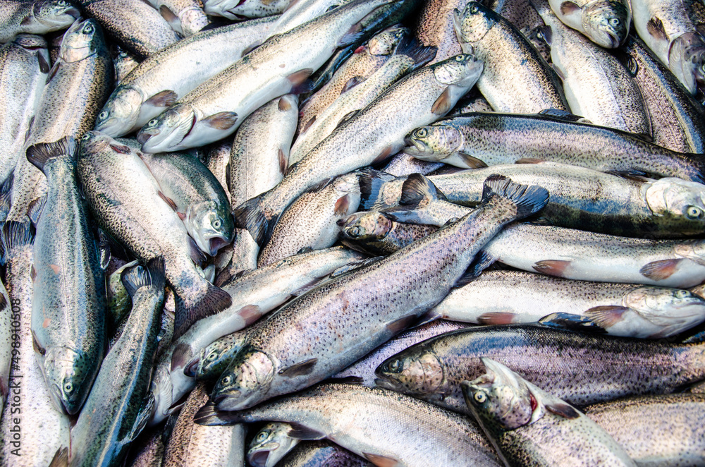 Trout. Trout background. Healthy eating trout fish. Photo on fish production.