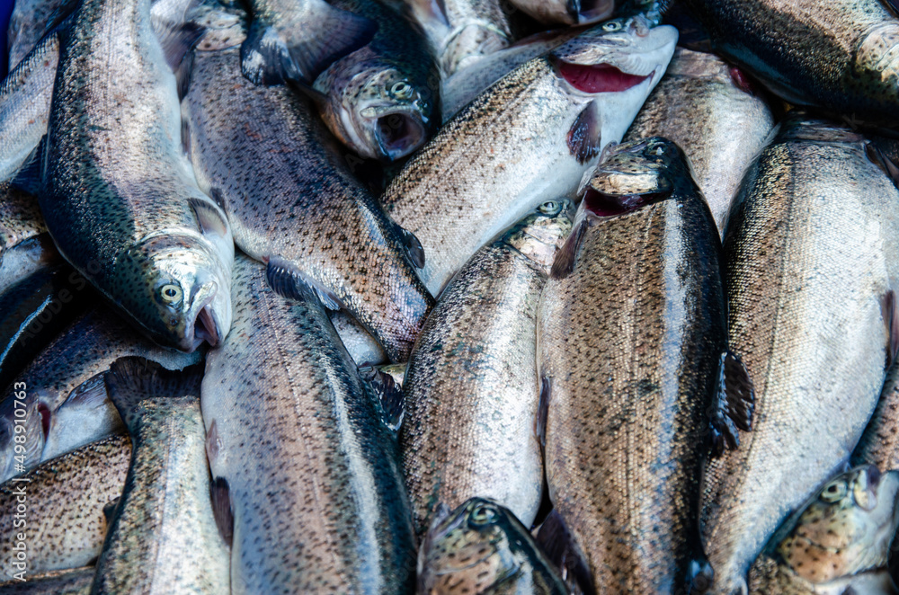 Obraz premium Trout. Trout background. Healthy eating trout fish. Photo on fish production.