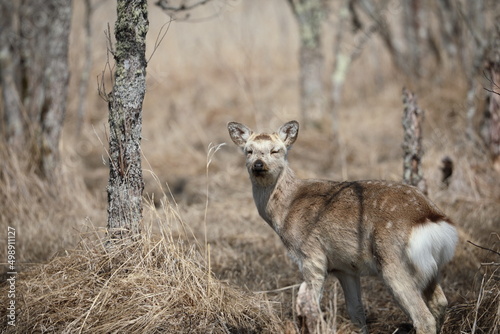 Yezo deer in Kushiro Wetland looking straight ahead in the early morning in Kushiro, Hokkaido, Japan