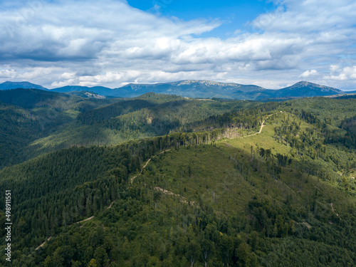 Fototapeta Naklejka Na Ścianę i Meble -  Green mountains of Ukrainian Carpathians in summer. Coniferous trees on the slopes. Aerial drone view.