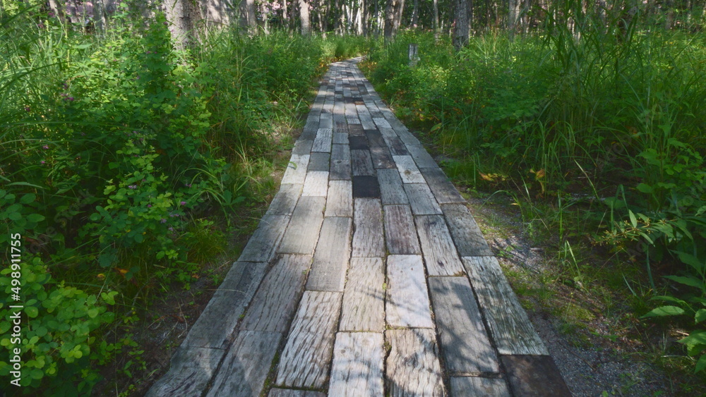 Obraz premium boardwalk in the forest