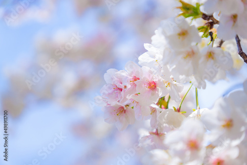 満開のサクラと青空