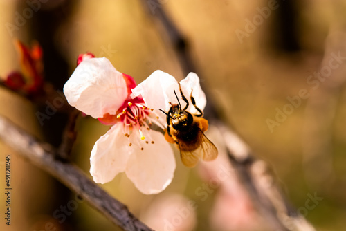 Bee collecting pollen on white blossoms of an apple tree in spring with beautiful colors and sunlight, nice soft bokeh background