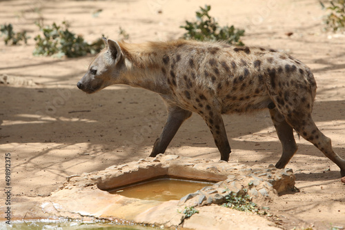 Hyena, or hyaena, feliform carnivoran mammals of family Hyaenidae. Hyena in Bandia reserve, Senegal, Africa. African animal. Safari in Africa. Hyena in Bandia reserve, Senegal, Africa. Wild hyena photo