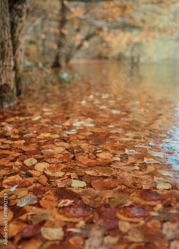 autumn leaves on the river