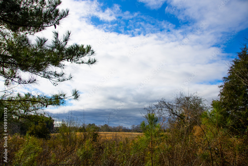 Piedmont Winter Field