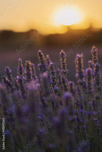 lavender field at sunset