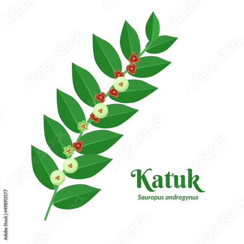 Vector illustration, Katuk leaf or Sauropus androgynus, also known as sweet shoot leaf, isolated on white background. photo