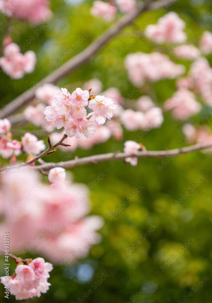 桜の花 桜の花