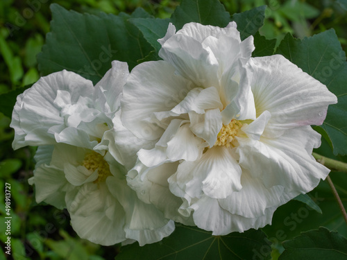 Closeup view of fresh white hibiscus mutabilis aka Confederate rose or Dixie rosemallow flowers in outdoor tropical garden on natural background photo