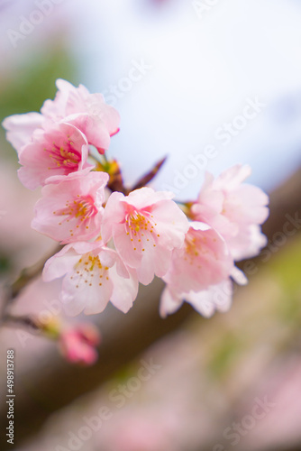 桜の花 © Nao