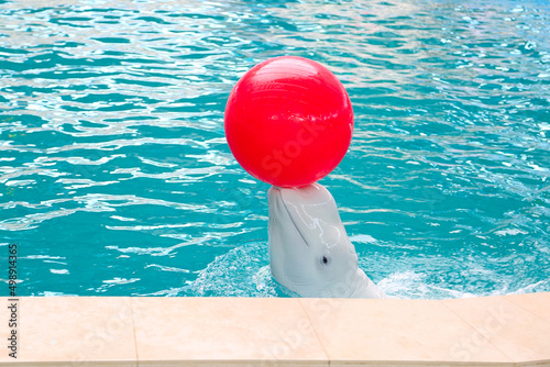 Fotografie white dolphin playing red ball