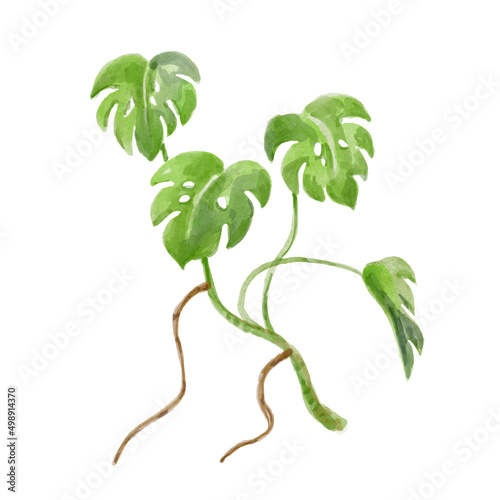 Watercolor monstera plant. Hand-drawn illustration isolated on the white background