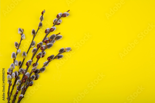 Obraz na plátně willow branches with swollen buds on a yellow background