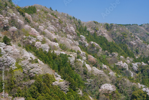 三重県「相津峠」の鮮やかな山桜
