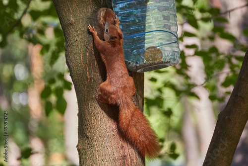 A red-haired European squirrel eats a walnut © Ryzhkov Oleksandr