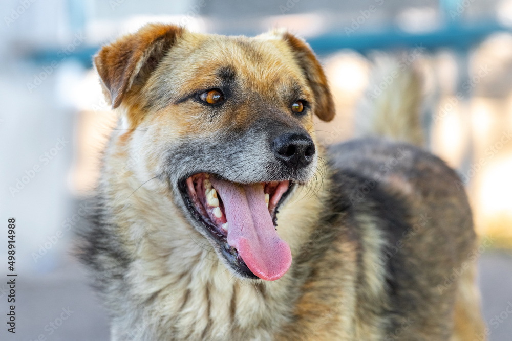 Big brown dog with open mouth in summer during the heat Big brown dog with open mouth in summer during the heat